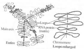 lambrush chromosome